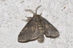Gluphisia crenata