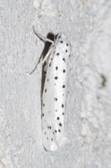 Yponomeuta padella
