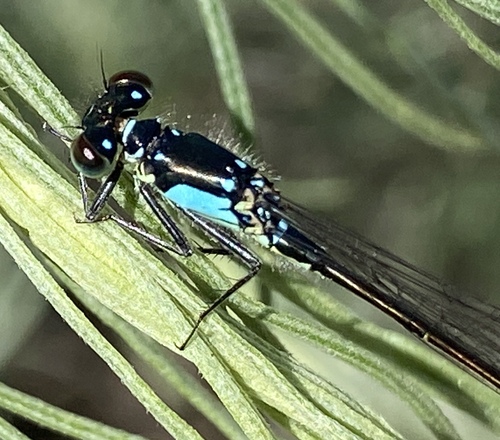 iNaturalist observation photo of Pacific Forktail