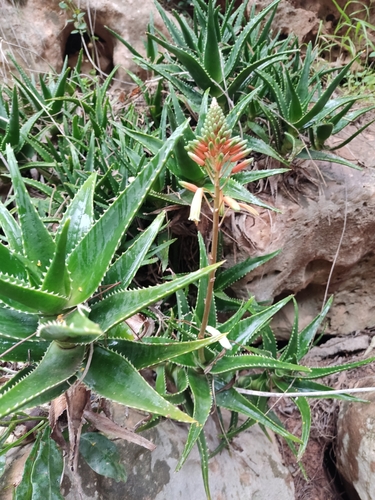Golden Toothed Aloe (Aloe ×)