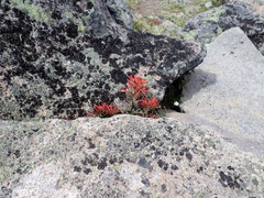 Castilleja rupicola