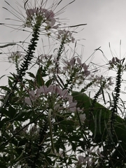 Cleome spinosa