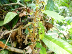 Cyclopogon inaequilaterus