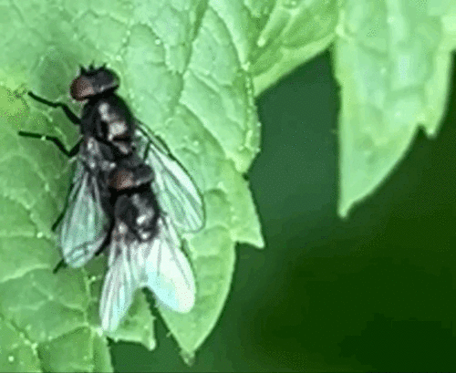 iNaturalist observation photo of Brachyceran Flies