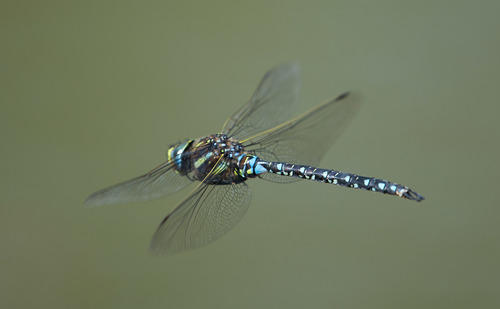 Sedge Darner photo 4