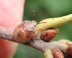 Dendrocoris