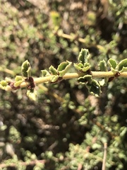 Ceanothus perplexans