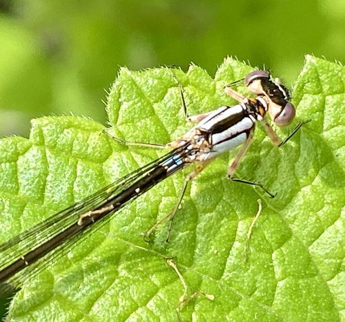 iNaturalist observation photo of Pacific Forktail