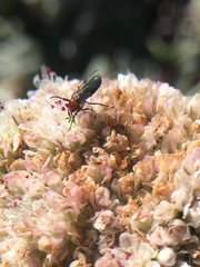 Dilophus occipitalis