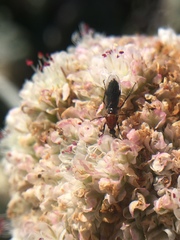 Dilophus occipitalis