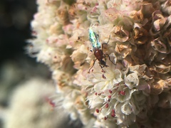 Dilophus occipitalis