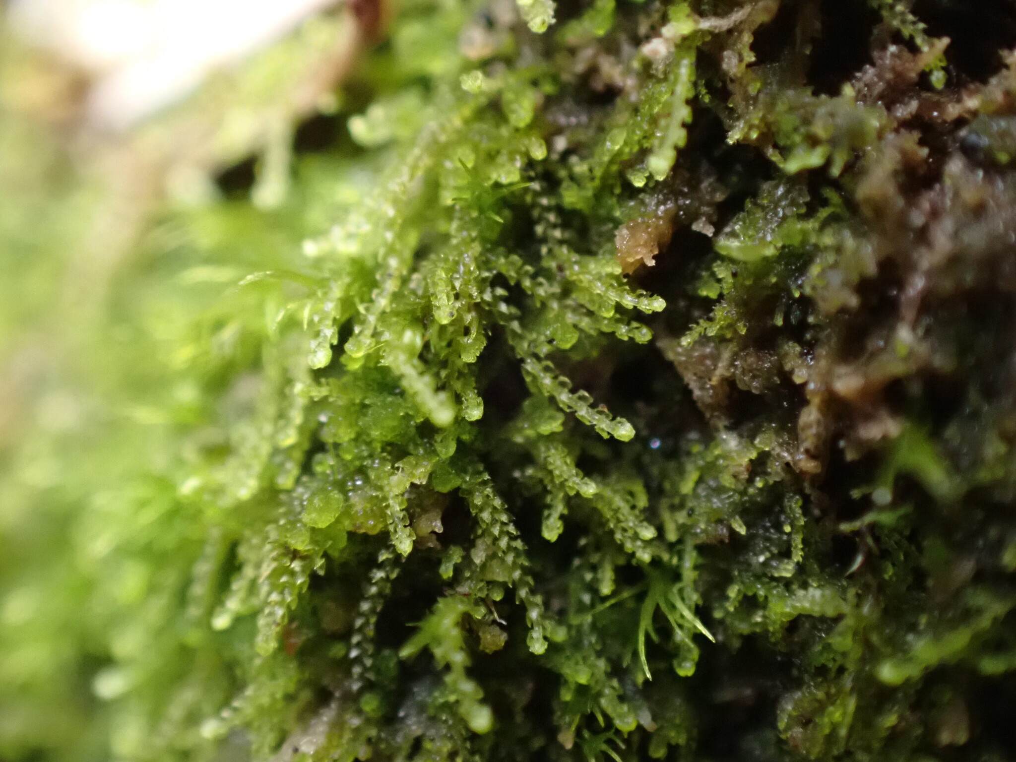 Cephaloziella turneri