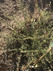 Ceanothus perplexans