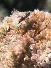 Dilophus occipitalis