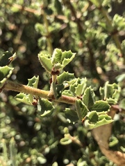 Ceanothus perplexans