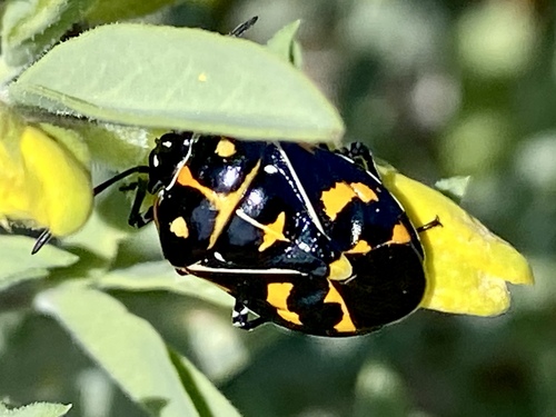 iNaturalist observation photo of Harlequin Bug