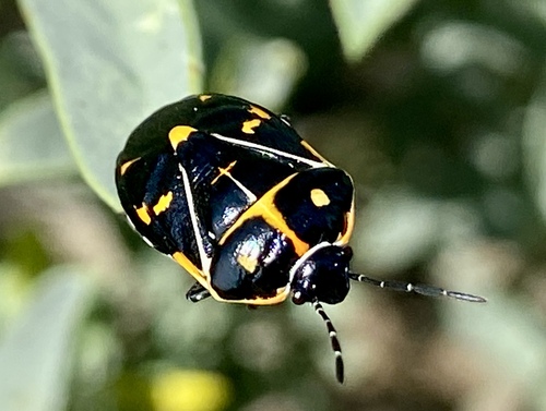 iNaturalist observation photo of Harlequin Bug