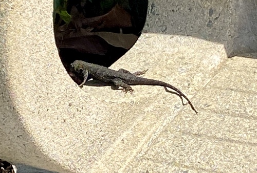 iNaturalist observation photo of Western Fence Lizard