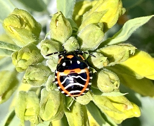 iNaturalist observation photo of Harlequin Bug