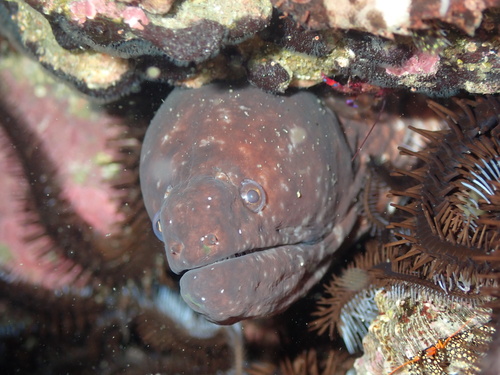 Cunning moray (Uropterygius versutus) — Muraenidae — 3