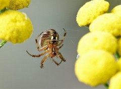 Araneidae