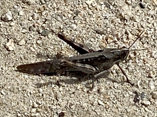 iNaturalist observation photo of Gray Bird Grasshopper