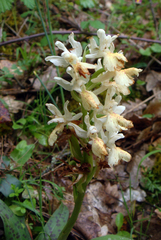 Orchis provincialis