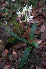 Orchis provincialis
