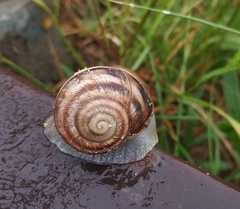 Helix albescens