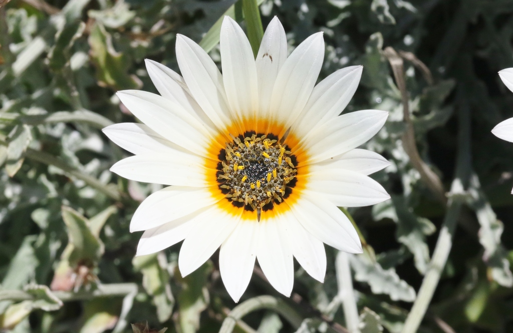 African Daisies