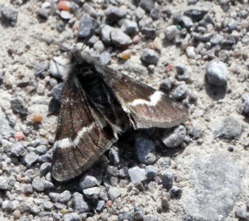 Scarce Infant