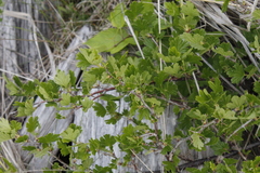 Ribes divaricatum