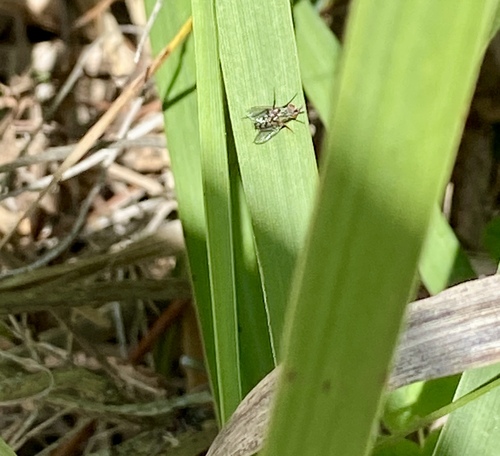 iNaturalist observation photo of Flies