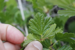 Ribes divaricatum