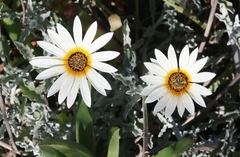 Arctotis stoechadifolia