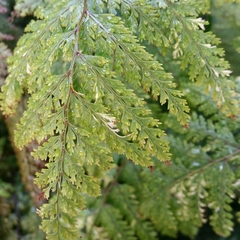 Leptolepia novae-zelandiae