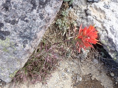 Castilleja rupicola