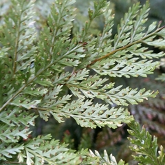 Leptolepia novae-zelandiae