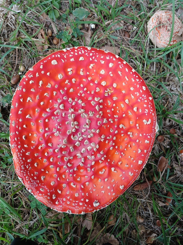 Amanita muscaria · April 2025 · photo: © ecoman (iNaturalist, cc-by)