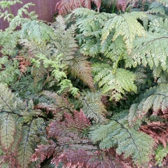 Leptolepia novae-zelandiae