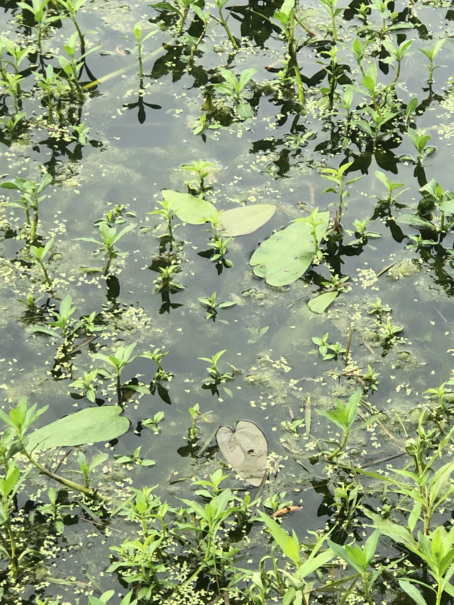 Imagem de Amazônia