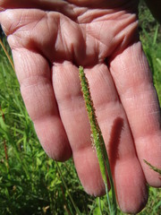 Alopecurus aequalis aequalis