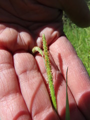 Alopecurus aequalis aequalis