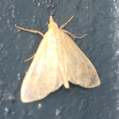 Paracorsia repandalis