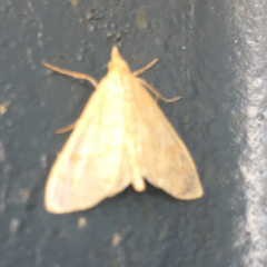 Paracorsia repandalis