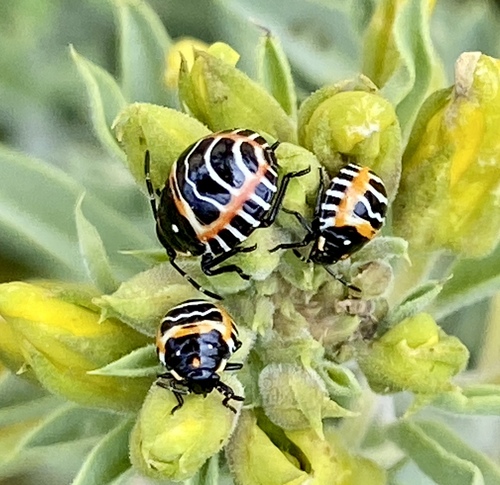 iNaturalist observation photo of Harlequin Bug