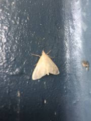 Paracorsia repandalis