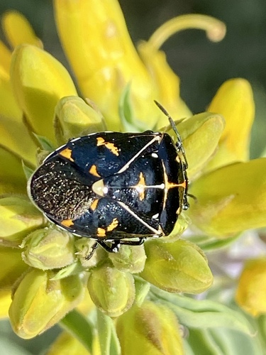 iNaturalist observation photo of Harlequin Bug