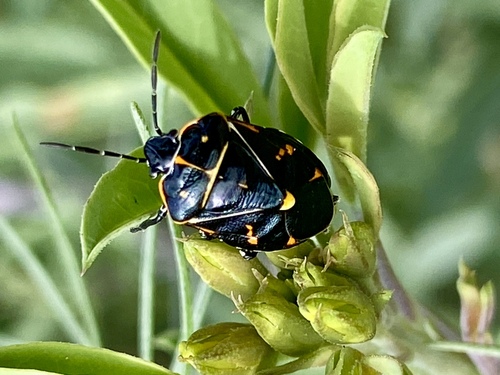 iNaturalist observation photo of Harlequin Bug