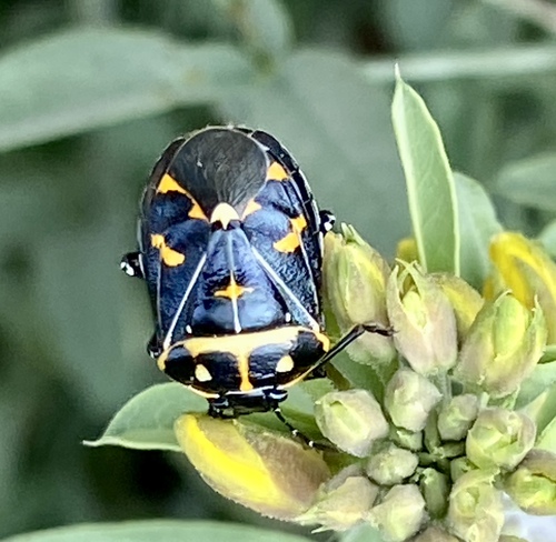 iNaturalist observation photo of Harlequin Bug